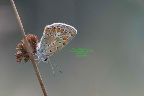 Polyommatus icarus